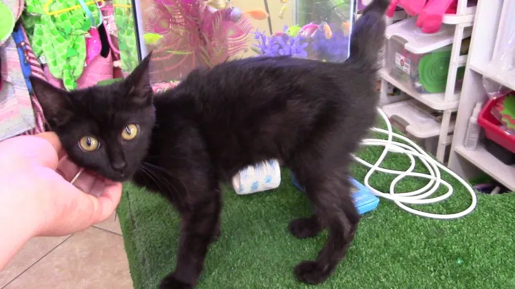 La personalidad de tu gato varía dependiendo el color de su pelaje