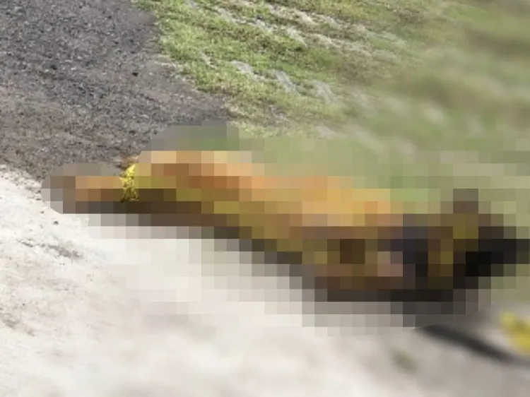 Matan en Edomex a “Kuko”; perrito guía de adulto mayor ciego y sordo