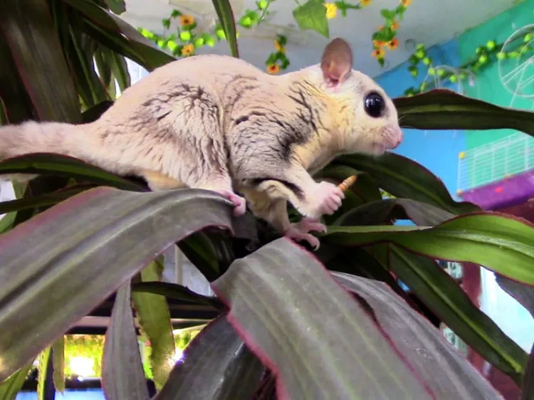 Se vuelven populares los petauros de azúcar