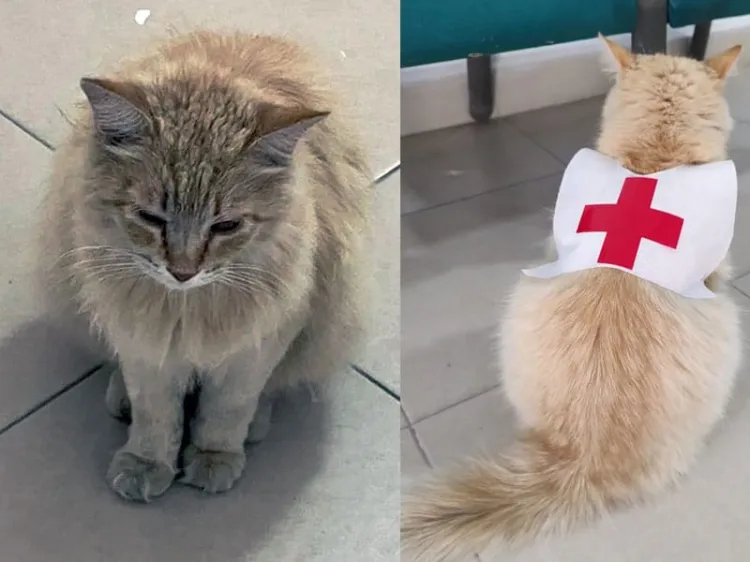 Adoptan a gatita en la Cruz Roja de Matamoros