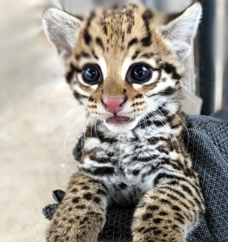 Nace en Arizona Ocelote, unaespecie en peligro de extinción