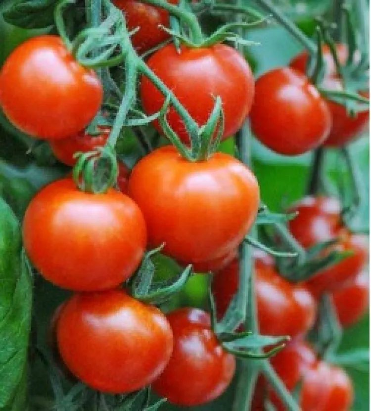 Rechazan propuesta de México