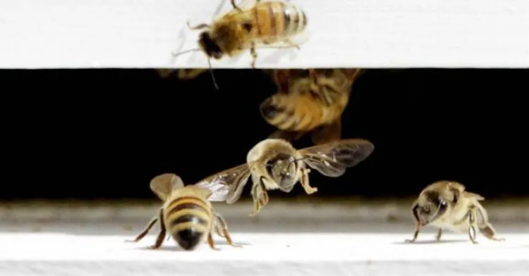 Muere septuagenario atacado por abejas