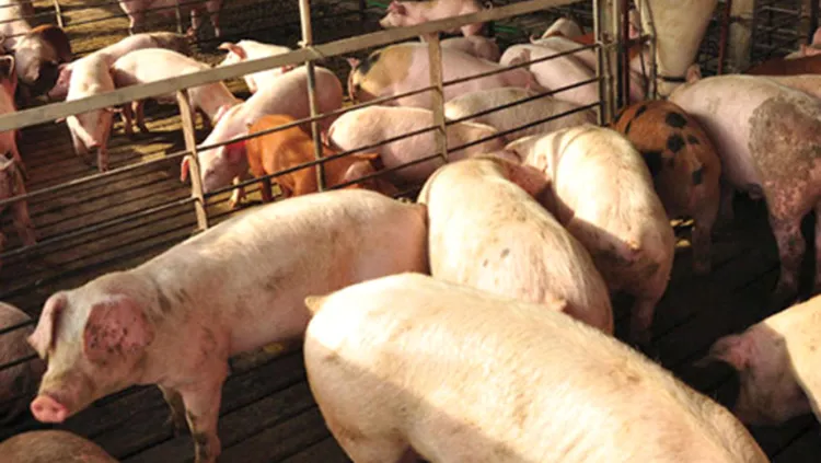 Lidera Sonora la porcicultura