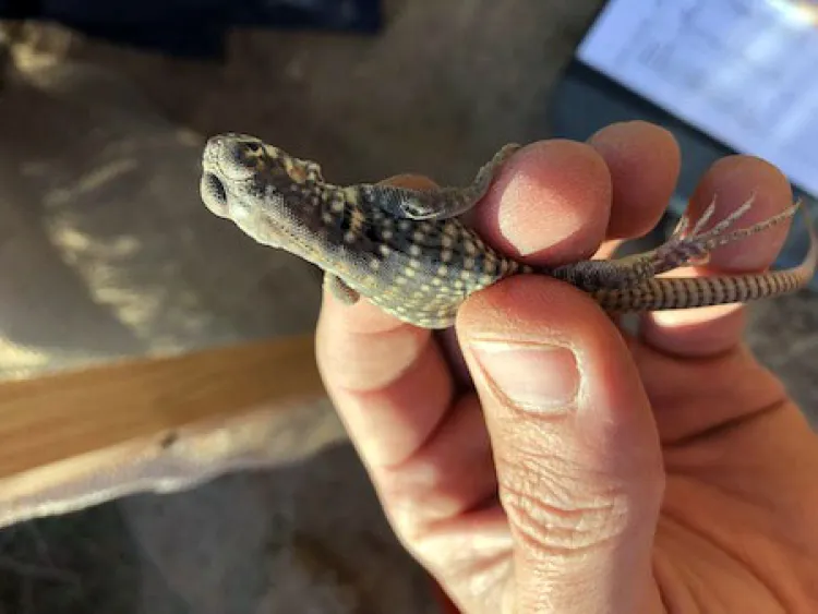 Reubican dos Iguanas del Desierto