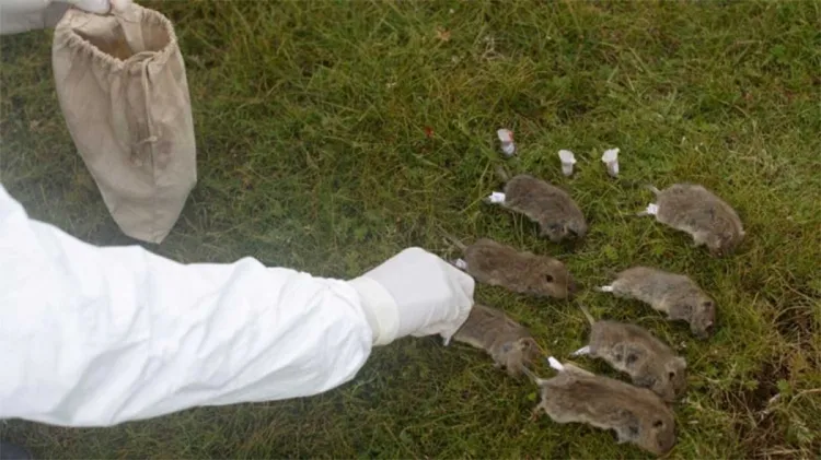 En alerta China por caso de peste bubónica 