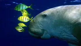 Dugongo; uno de los gigantes del océano ha dejado de existir