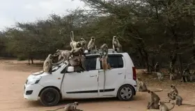 Amenazan virus en monos a humanos