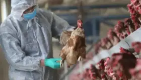Por superar EU récord en muertes de aves de corral por gripe aviar