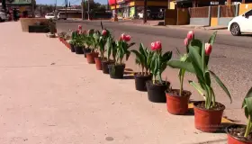 Llega a Nogales el tulipán holandés