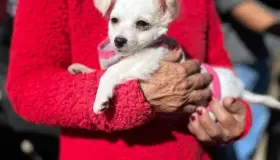 Exitosa campaña de esterilización en colonia La Mesa