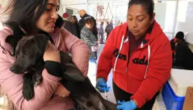 Intensifican jornadas de esterilización para el control animal