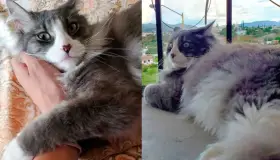 Celebran a gatos en su día