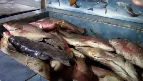 Reportan buena venta de mariscos en inicio de Cuaresma