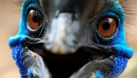 Viven momentos alegres con ave en Australia; desconocían su letalidad