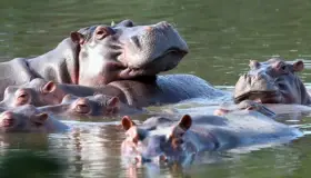 Espera Colombia trasladar hipopótamos de Pablo Escobar a México e India