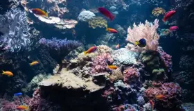 Ecosistemas marinos en jaque por ola de calor