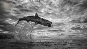 Bate tiburón blanco récord mundial en salto