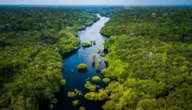 Morirían árboles del Amazonas por cambio climático