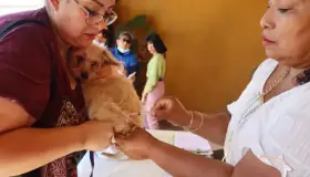 Llaman a apoyar solución del problema de los perros