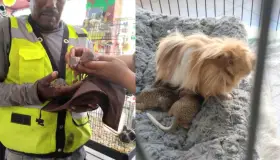 Rescatan a ardillitas bebés