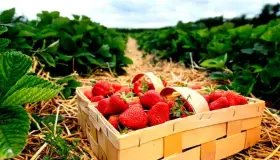 Investiga EU posible hepatitis “A” en fresas mexicanas
