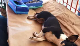 Logran 50% de meta del Centro de Atención Canina y Felina