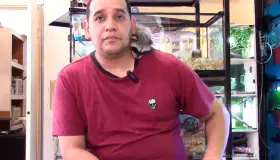 Piden respetar a abejas; son funtamentales para el medio ambiente