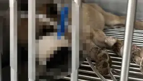 Matan a perrita con machete