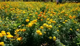 Flor de cempasúchil, símbolo del Día de Muertos