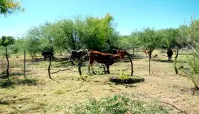 Vida de rancho; tranquila, sana y con paz
