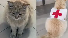 Adoptan a gatita en la Cruz Roja de Matamoros