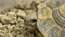 Descubren científicos una tortuga gigante de hace 57 millones de años