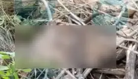 Encuentra cuerpo de hombre cerca de Monarca en Nogales