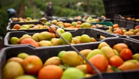 EU impone arancel del 17.5% al tomate mexicano