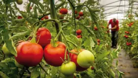 Instan a negociar con productores