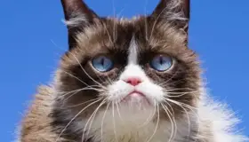 Muere la famosa gatita 'Grumpy Cat'
