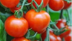 Rechazan propuesta de México