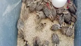 Un éxito centro de incubación