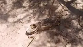 Descubre retroexcavadora
restos óseos en San Luis