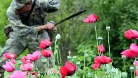 Amapola y heroína, aún en niveles récord en México: EU