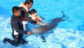 Avanzan terapias con delfines