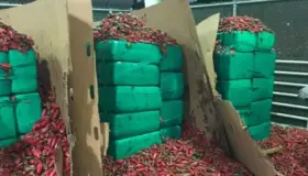 Decomisan droga entre jalapeños