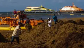 Venden sargazo por internet hasta en tres mil pesos