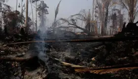 Países ricos donarán 20 mdd para la Amazonia