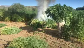 Destruyen los plantíos de marihuana