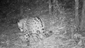 Logran grabar a jaguar en Reserva de la Biosfera Sierra de Manantlán